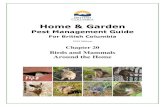 Birds and Mammals Around the Home - gov.bc.ca · Birds and Mammals Around the Home - Home and Garden Pest Management Guide 20-1 Birds and Mammals Around the Home Some species of wild