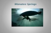 Manatee Springs - Cincinnati Zoo and Botanical ... Threats to Manatees ¢â‚¬¢Docility, tasty flesh and