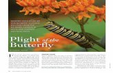 Plight of the Butterfly BY GABRIEL POPKIN...decline in the Midwest monarch popu-lation, which is the one that makes the famous migration. Common milkweed (Asclepias syriaca) is not