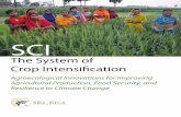 The System of Crop Intensification€¦ · Figure 1: Biswaroop Thakur, Bihar state coordinator for the NGO ASA, during a field visit to Chandrapura village in Khagaria district, Bihar,
