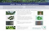 Extension Bulletin E-2942 Reprinted, March 2007 Ash Tree … · 2017-06-27 · Green and white ash are the most commonly found ash species in the Midwest with blue ash being rare.