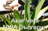 Христор - NWA Bulgarianwamember.weebly.com/uploads/6/0/0/4/6004436/nwa_blue_nature_… · Христор Колумб е казал: „Четири растения са незаменими.