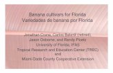 Banana cultivars for Florida - Growables€¦ · Jason Osborne, and Randy Ploetz University of Florida, IFAS Tropical Research and Education Center (TREC) and Miami-Dade County Cooperative