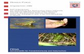 Artgutachten 2006 Rana ridibunda lessonae esculenta...Die Nomenklatur ( Seefrosch für Rana ridibunda, Kleiner Wasserfrosch für R. lessonae und Teichfrosch für Rana kl. esculenta)