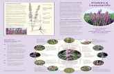 THE ECOLOGICAL PROBLEM PURPLE Loosestrife · that these insects pose no threat to either our crop plants or native flora. The beetles control purple loosestrife by reducing both its