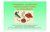Organismos modificados xenéticamente (OMX) ou transxénicoscentros.edu.xunta.es/iesoteropedrayo.ourense/dptos... · Organismos modificados xenéticamente (OMX) ou transxénicos Carmen