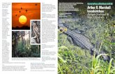 Arthur R. Marshall Loxahatchee National Wildlife Refuge ... · Un viaje remando por los Everglades es una experiencia inolvidable. Puede observar caimanes americanos, aves . zancudas,