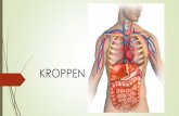 KROPPEN · 2019-01-29 · Kroppens olika reningsverk. Vad virus och bakterier är och hur vi kan skydda oss mot dem. Hur kan vi röra på våra armar och ben och vad krävs för att