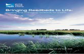 Bringing Reedbeds to Life - The RSPBww2.rspb.org.uk/Images/bringing_reedbeds_to_life_tcm9-385799.pdf · Bringing Reedbeds to Life: creating and managing reedbeds for wildlife 3 The