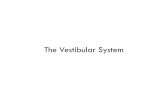 The Vestibular Systemcharlotte.neuro.brown.edu/~sheinb/courses/bn103...A. Posture and locomotion B. Gaze Stabilization C. Position sense Reticular Formation Reticulospinal tr. Vestibulospinal