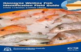 Gascoyne Wetline Fish Identification Field Guide · 2013-08-14 · Fish body parts and markings Dorsal Posterior Anterior Ventral dorsal fin lateral line pectoral fin operculum pelvic