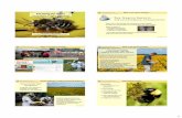 What is the Xerces Society? Farming for Bees · 2014-12-23 · 6 Bumble Bee Citizen Monitoring Project Please participate in the Xerces Society Citizen monitoring project! • 1.