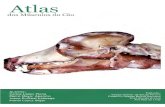 Atlas dos Musculos do Caorepositorio.ufra.edu.br/jspui/bitstream/123456789/621/1...ta, sobre a anatomia do cão, ou de Barone, sobre anatomia comparada de mamíferos domésticos, são
