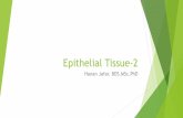 Epithelial Tissue-2€¦ · for classifying epithelia. ... Epithelia can be divided into two main groups: covering (or lining) epithelia and secretory (glandular) epithelia. This