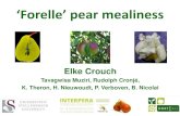 Forelle’ pear mealiness - Home Hortgro · 2018-03-27 · IN ‘FORELLE’ MEALINESS OCCURS ON Post-optimally harvested fruit Stored less than 12 weeks at -0.5°C and ripened for