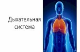 Дыхательная система - do.rsmu.rudo.rsmu.ru/fileadmin/user_upload/pf/dykhanie_chast_1.pdf · Дыхательная система . Процесс дыхания