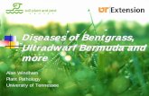 Diseases of Bentgrass, Ultradwarf Bermuda and more Publications/turfdiseases_1.pdf · Signs or Symptoms Lack of signs or symptoms that would indicate a pathological problem point