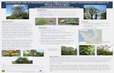 Assessing the role of Verticillium wilt in Bigleaf Maple ...Poster printed March, 2012. Introduction Bigleaf maples are an important ecosystem component in the forests of western Washington,