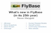 What’s new in FlyBase (in its 25th year)€¦ · What’s new in FlyBase (in its 25th year) Steven Marygold • JBrowse • Gene Snapshots • Gene Groups • Orthologs • Human