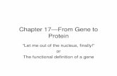 Chapter 17—From Gene to Protein...Chapter 17—From Gene to Protein “Let me out of the nucleus, finally!” or The functional definition of a gene