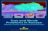 Tree and Shrub Problems in Kansashongslandscape.com/.../11/KSU-Tree-Shrub-Problems-KS.pdf · 2020-04-11 · Tree and Shrub