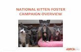 NATIONAL KITTEN FOSTER CAMPAIGN OVERVIEW · 2020-05-07 · What is the National Kitten Foster Campaign? 3. ... Los Angeles •Under 4 weeks (bottle babies) Neonate •4 to 8 weeks