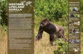 CONSERVATION INITIATIVES WESTERN LOWLAND other large ... · PDF file The western lowland gorilla (Gorilla gorilla gorilla) is listed as Critically Endangered by IUCN Red List. Found