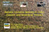 Aquatic Invasive Species in Iowa: Current and Emerging Threats · 2017-10-03 · Iowa Counties with Purple Loosestrife Infestations. Found throughout Iowa in ditches, riparian areas,