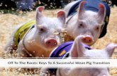 Off To The Races: Keys To A Successful Wean Pig Transition · Off To The Races: Keys To A Successful Wean Pig Transition. Agenda • Be Prepared • Facility Management – Equipment