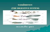 ระบบย่อยอาหาร (THE DIGESTIVE SYSTEM)elearning.psru.ac.th/courses/298/3TheDigestiveSystem.pdf · (THE DIGESTIVE SYSTEM) ประกอบด้วยอวัยวะ
