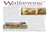 Wallawong Whisperer: Have you heard the news? · Wallawong Carcase Quality goes the distance to Adelaide Royal Feature Show Back in September Lachlan took a 1500km trip to Adelaide