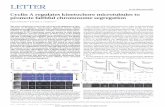 Cyclin A regulates kinetochore microtubules to promote ...images.novusbio.com/reviews/pub_doc_5013_5361_1380913408.pdf · U2OS PtK1 RPE-1 U2OS PtK1 0 1.0 Relative fluorescence intensity