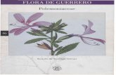 FLORADEGUERRERO - UNAMbiologia.fciencias.unam.mx/plantasvasculares/PDF FLORAS... · 2016-06-14 · di: Santiago(;011lCZ Ricdrdo'/ POLFMOl':IACEM 7 2. Brácteasy hojas vegetativas
