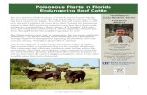 Poisonous Plants in Florida Endangering Beef Cattle · 2020-02-11 · 1 Poisonous Plants in Florida Endangering Beef Cattle For two decades Multi-County Livestock Agent Dennis Mudge