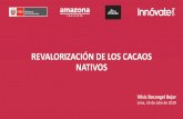 REVALORIZACIÓN DE LOS CACAOS NATIVOSinnovacion.concytec.gob.pe/wp-content/uploads/2019/... · REVALORIZACIÓN DE LOS CACAOS NATIVOS Vilsic Bocangel Bejar Lima, 18 de Julio de 2019.