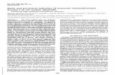 Early persistent inductionof chemoattractant 1 in ratMCP-1 transcript levels in the transplanted compared with hostheartsarealso apparentat all timepoints (7, 14, and28 days) (P