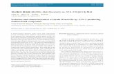 항균활성 물질을 생산하는 세균 Rouxiella sp. S1S-2의 분리 및 특성152-159]KJM20-040.pdf · 2020-06-30 · A Gram-negative bacterial strain S1S-2 with antibacterial