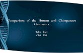 Comparison of the Human and Chimpanzee Genomescbs/projects/cbs520... · 2008-12-03 · 128. The loss of the APOL1 gene in chimpanzees could thus explain the observation tha human,