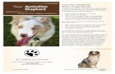 Australian Shepherds: What a Unique Breed!€¦ · Bone and Joint Problems A number of different musculoskeletal problems have been reported in Australian Shepherds. While it may