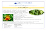 Bitter Melon - Tennessee State University melon fact sheet.pdf · This is Simple, Fast and Tasty recipe at 10 minutes from start to finish, serves 2. Ingredients: 1/2 Bitter Melon,