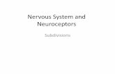 Nervous System and Neuroceptors Adrenal medulla No evidence at this date Cerebral cortex V, VII Cerebral