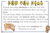 Sounds are really vibrations in the air. Your ears collect ... · The loudness of a sound depends on how big the vibrations are. Beating the drum harder causes larger vibrations and