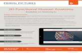 3D Functional Human Anatomy · 2019-09-26 · 3D Functional Human Anatomy Available on Anatomy.tv Primal is a convenient and intuitive resource that makes it easy to enliven course