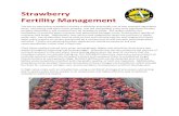 Strawberry Fertility Management · Strawberry Fertility Management The key to optimizing strawberry fertility is effective and timely use of two essential agronomic tools: soil testing