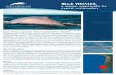 BLUE WHALES, - Pandaassets.panda.org/downloads/bluewhalefs.pdfBLUE WHALES, BLUE WHALE ECOLOGY AND CONSERVATION PROJECT During the early 1900s, the blue whale became a principal target