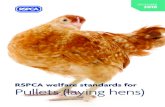 RSPCA welfare standards for Pullets (laying hens) · RSPCA welfare standards for pullets (laying hens) (iii) December 2018 * indicates an amendment Introduction The ‘RSPCA welfare