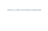 SPINAL CORD AND SPINAL REFLEXES - kulturafizyczna.ukw.edu.pl_reflex… · SPINAL CORD AND SPINAL REFLEXES. SPINAL CORD The spinal cord is extremely important to the overall function