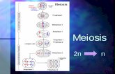 Meiosis - Grosse Pointe Public Schools...Definition Meiosis is a process that produces new cells with half the usual number of chromosomes. New cells are called sex cells – Gametes