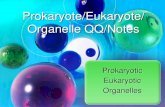 Prokaryote/Eukaryote/ Organelle QQ/Notes€¦ · Organelle QQ/Notes Prokaryotic Eukaryotic Organelles . Quick Question 1 What are the ... • some have a cell wall ... Compare and