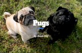 Pugs - Waukesha Kennel Club€¦ · Pugs love to sleep and eat so that makes obesity a real problem. But pugs are also very playful so they will love walks or play time outside. It